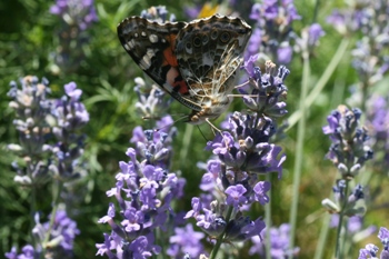 lavender and painted lady